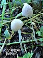 Coprinopsis lotinae-amf1366